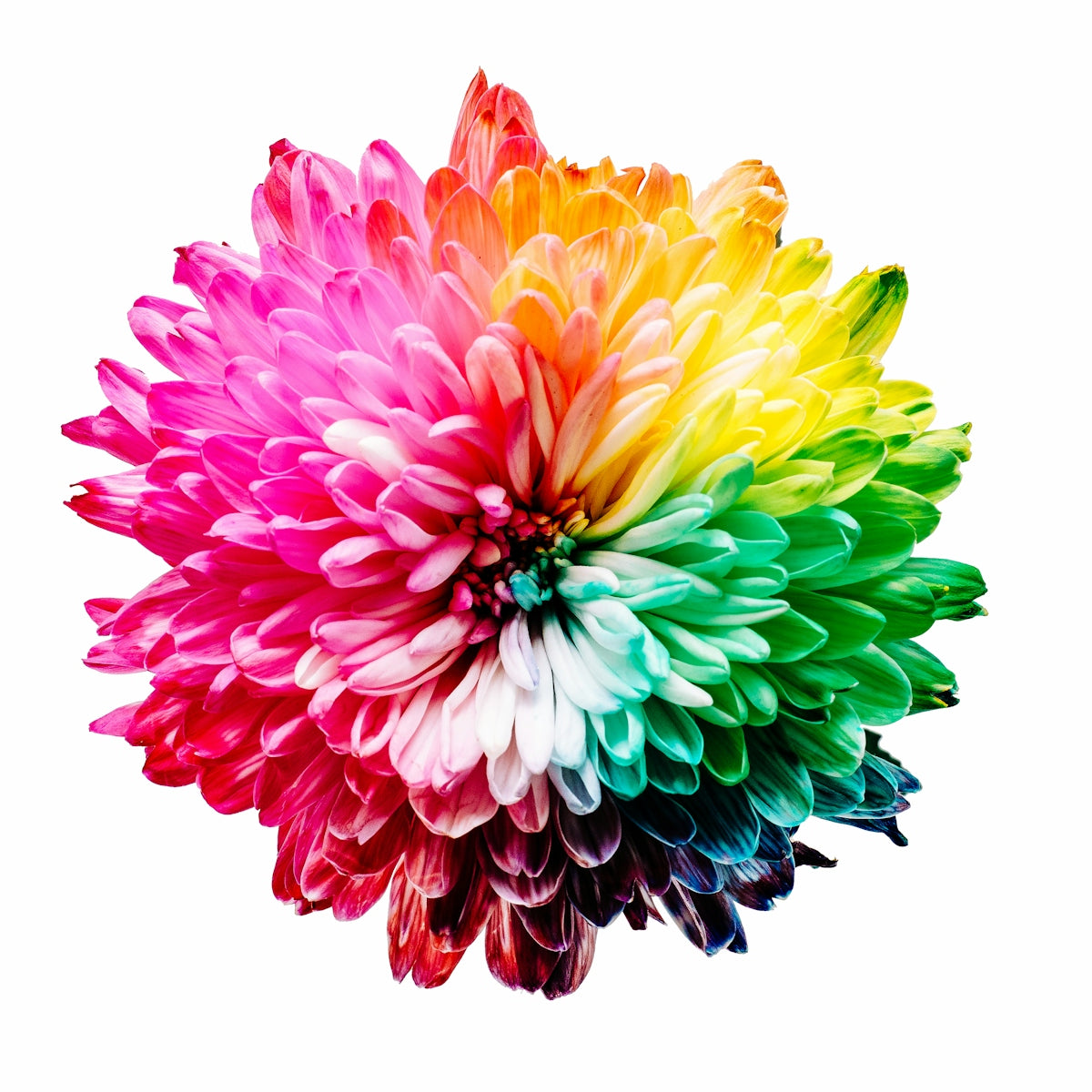 A vibrant chrysanthemum flower with petals transitioning through a full rainbow spectrum