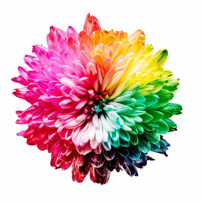 A vibrant chrysanthemum flower with petals transitioning through a full rainbow spectrum
