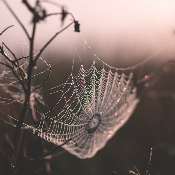 macro shot of spider web