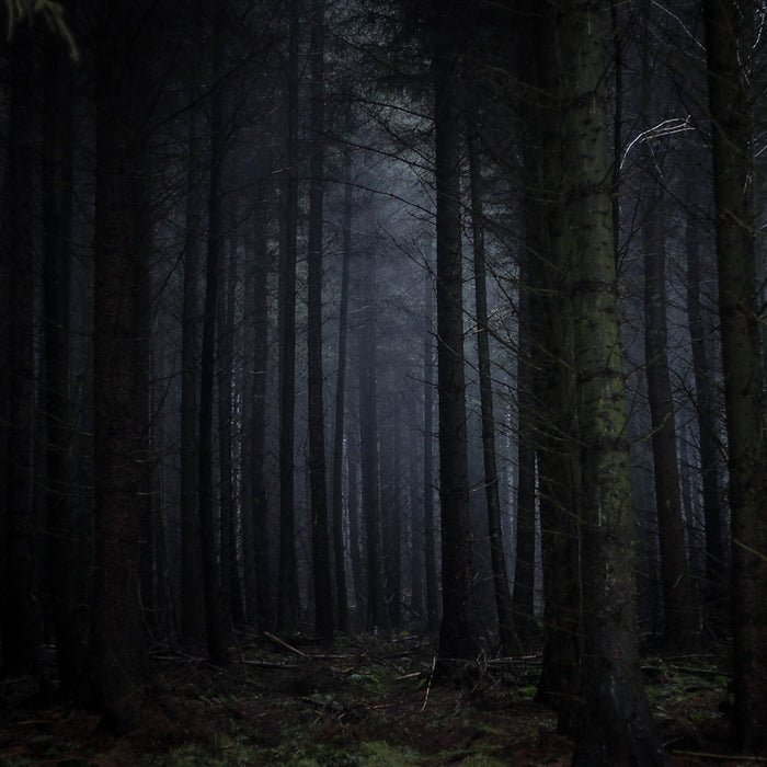 photography of forest