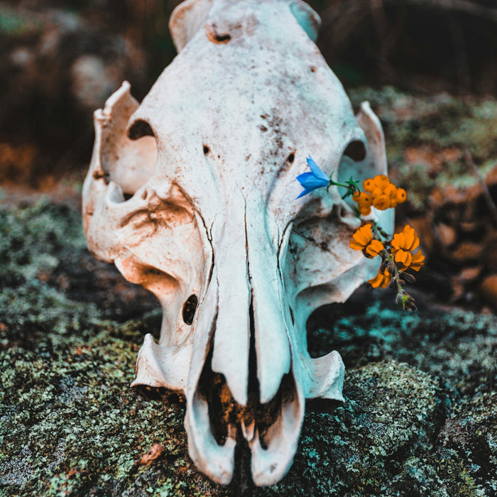 yellow flowers on animal skull on rock