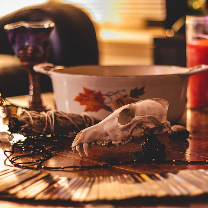 white animal skull head near round white and red floral casserole on wooden coffee table
