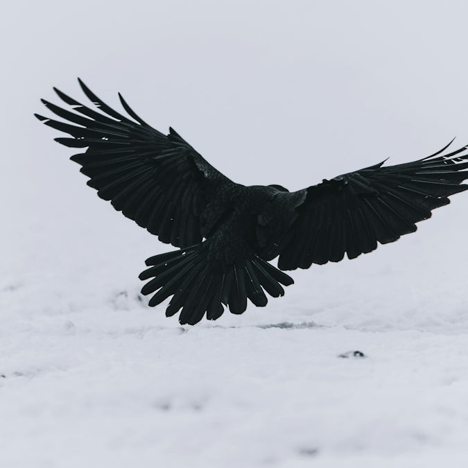 black bird flying over snow covered ground during daytime