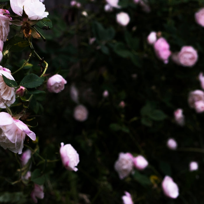 white and purple flower in close up photography