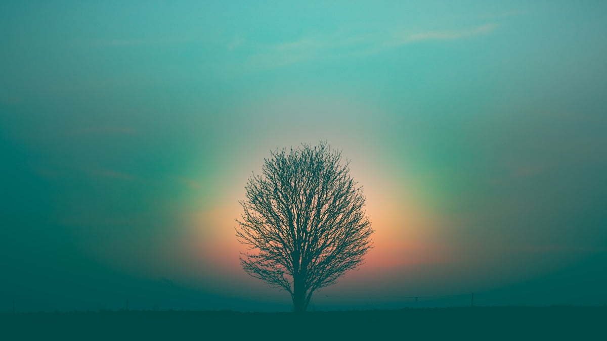 A bare tree silhouetted against a glowing orange and teal sky