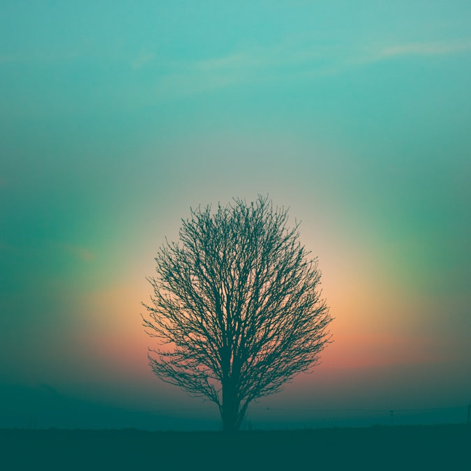 A bare tree silhouetted against a glowing orange and teal sky