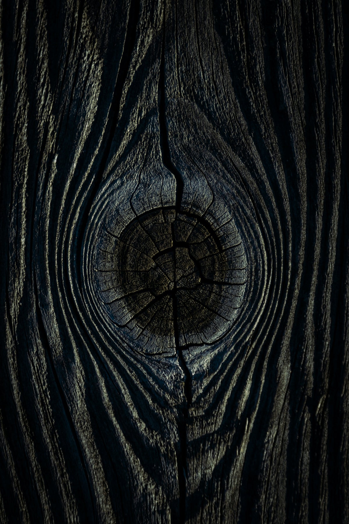 a close up of a tree trunk with a hole in it