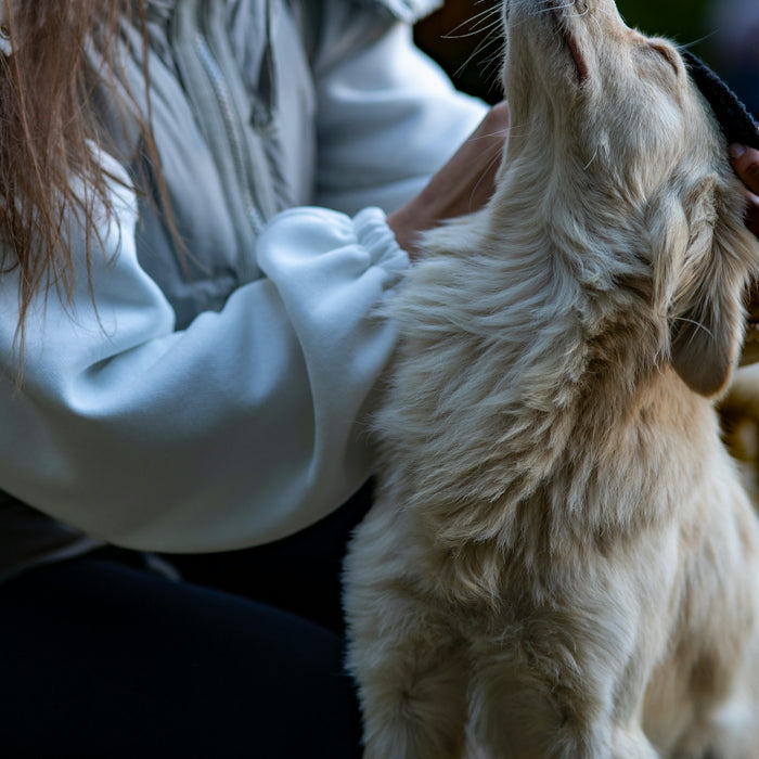 a woman is petting a small white dog