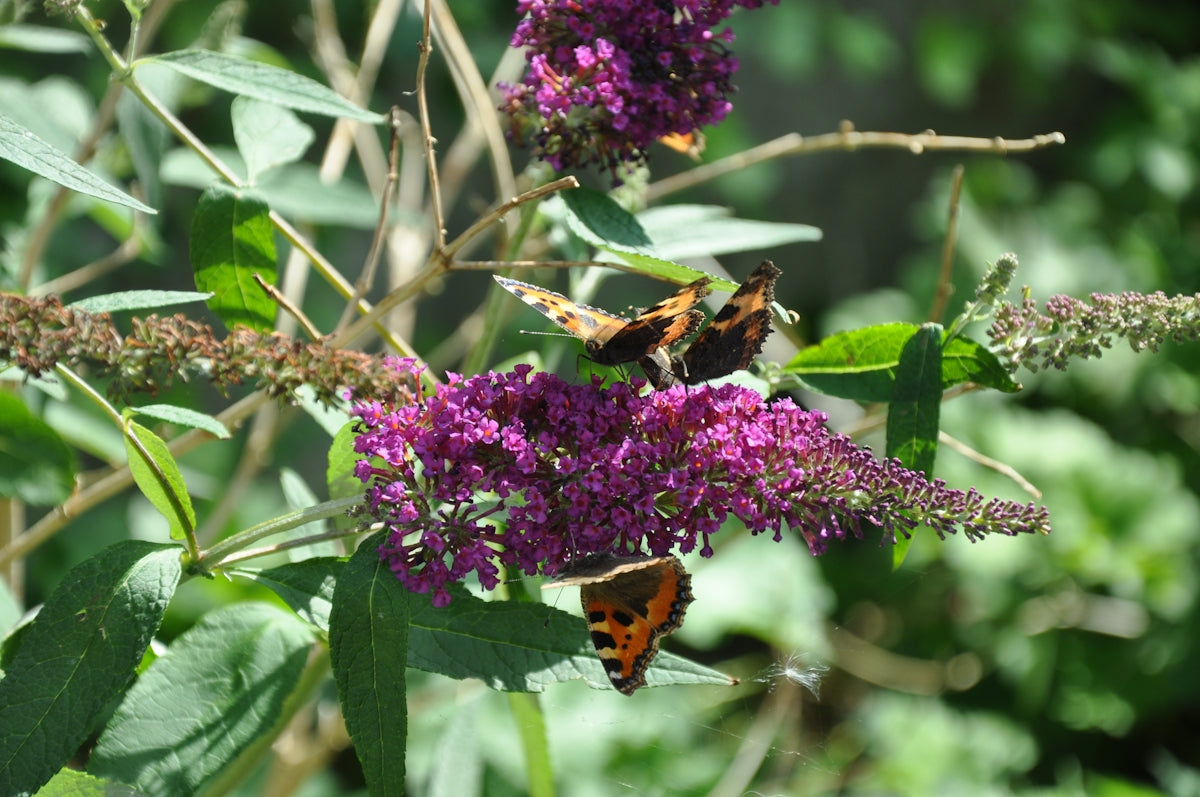 A group of butterflies sitting on top of a purple flower