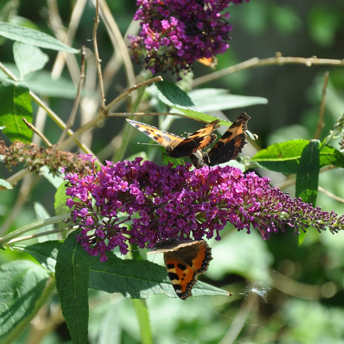 A group of butterflies sitting on top of a purple flower
