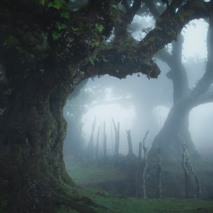 A large tree in the middle of a foggy forest