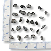 A collection of tumbled lodestone stones of various sizes, displayed on a ruler for scale.