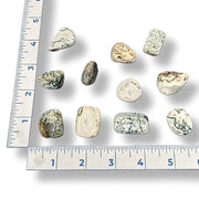 Tree Agate stones on a white background with a ruler for scale.