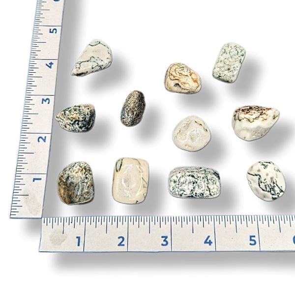 Tree Agate stones on a white background with a ruler for scale.