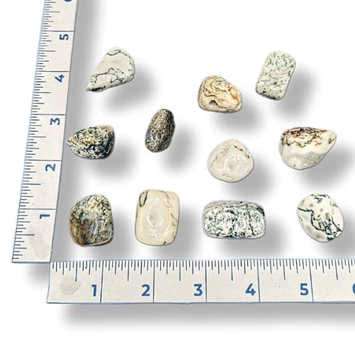 Tree Agate stones on a white background with a ruler for scale.