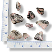 Rhodonite tumbled  with a ruler for scale on a white background