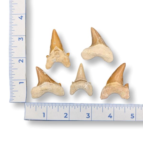 Fossil Shark Teeth