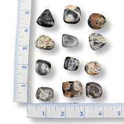Assorted rocks on a white background with a ruler for scale.