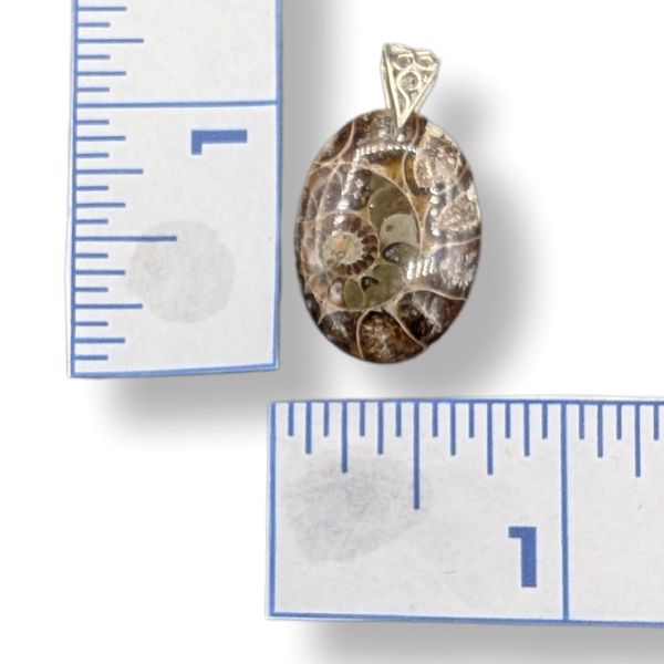 Pendant Ammonite with a Sterling Silver Bail