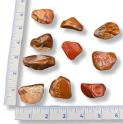 Collection of brown stones on a white background with a ruler for scale.