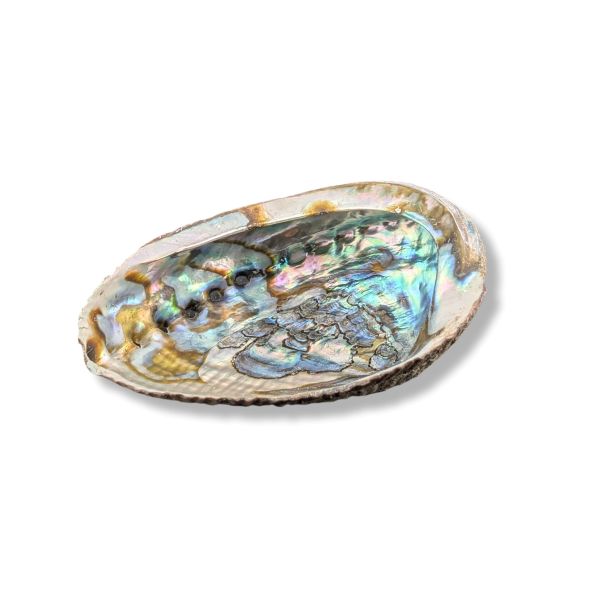 Abalone Shell 6-Inches