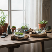 driftwood holders with glass bowls with plants
