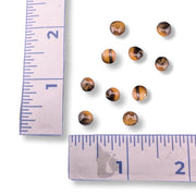 Nine small round tiger-eye beads with brown and yellow banded patterns are arranged on a white background next to two metal rulers for scale.