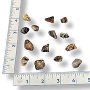 Tumbled Fire agate with a ruler for scale on a white background