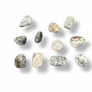 Tree Agate on white background