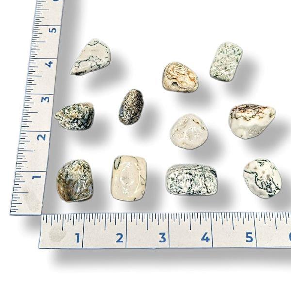 Tree Agate Tumbled