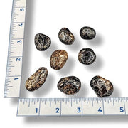 Set of Dravites with a ruler for scale on a white background