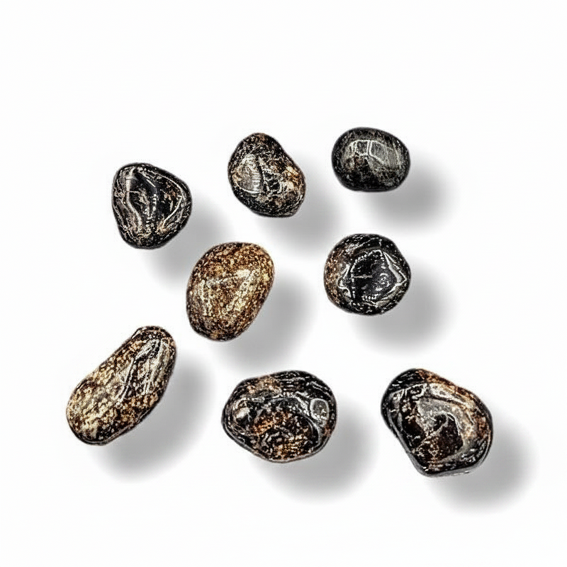 Eight polished Dravite arranged on a clean white background with soft drop shadows.