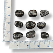 Nine dark stones on a white surface with a ruler for scale.