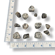 Collection of turritella agate next to a ruler on a white background