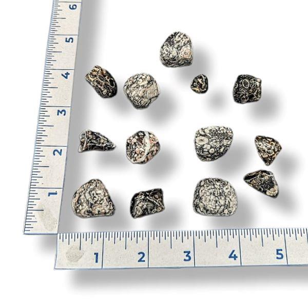 Turritella Agate Tumbled