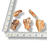 Five orange-brown rocks of various sizes on a white background with a ruler for scale.