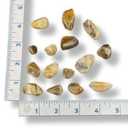Set of rocks on a white background with a ruler for scale