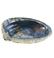 Abalone shell on a white background