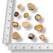 Assorted stones on a white background with a ruler for scale.
