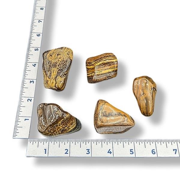 Five brown and gold striped rocks on a white surface with a ruler for scale.