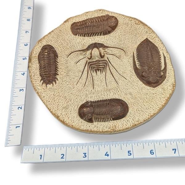 Fossil Trilobite Plate 736g Approximate