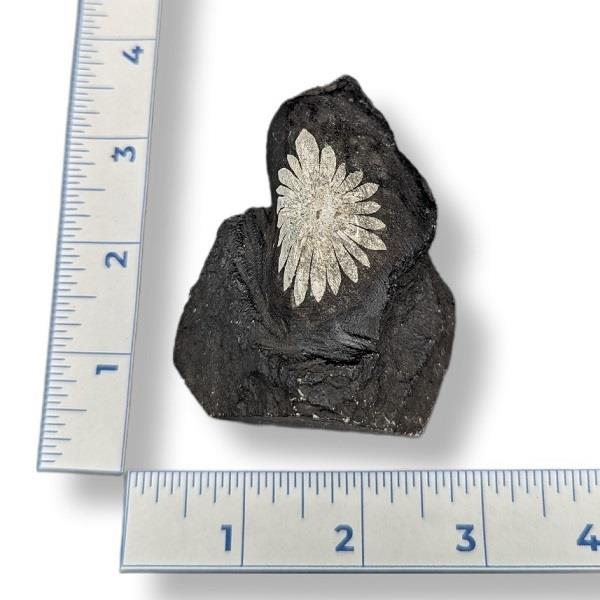 Chrysanthemum Stone Stand Up 116g Approximate