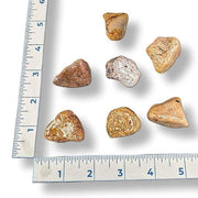 Set of rocks on a white background with a ruler for scale