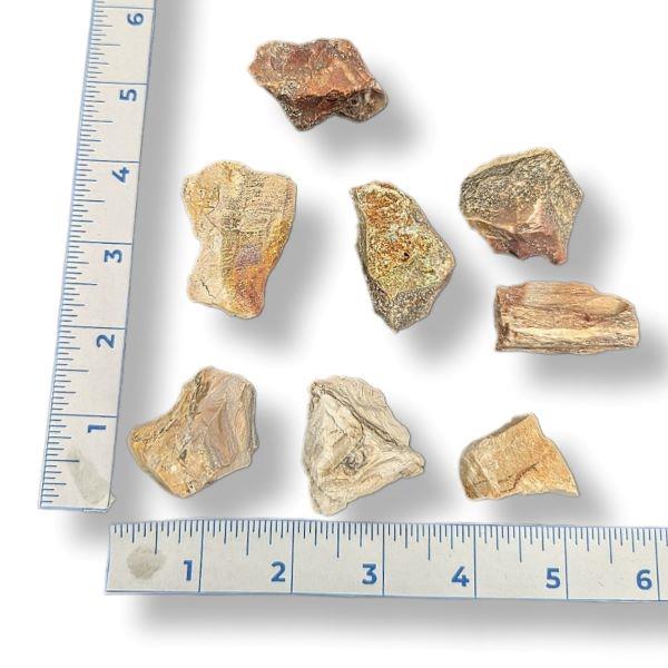 Petrified Wood Rough