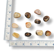 Bamboo Leaf Agate tumbled stones with a ruler for scale on a white background
