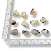 Set of polished stones with a ruler for scale on a white background