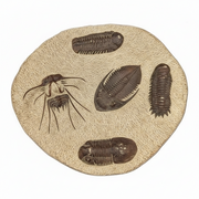 A circular beige fossil specimen showing five dark brown trilobite and arthropod impressions on a plain white background.