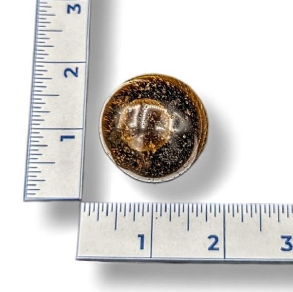 Tiger's Eye Sphere 62g Approximate