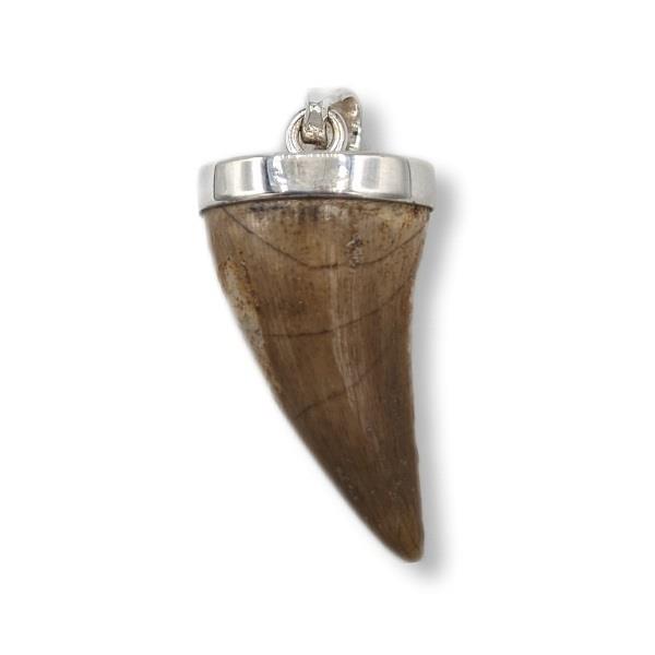 Pendant Mosasaurs Teeth