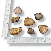 Set of rocks with a ruler for scale on a white background